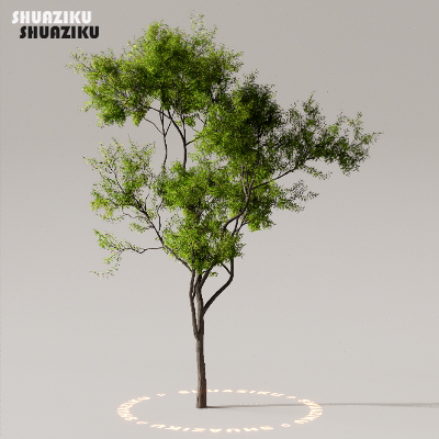 图片[25]-D5渲染器室外植物树木模型下载50个-刷子库