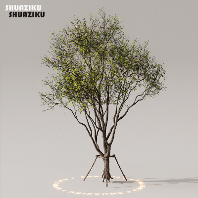 图片[50]-D5渲染器室外植物树木模型下载50个-刷子库