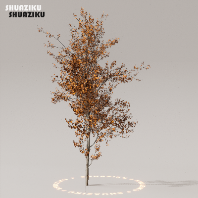 图片[23]-D5渲染器室外植物树木模型下载50个-刷子库