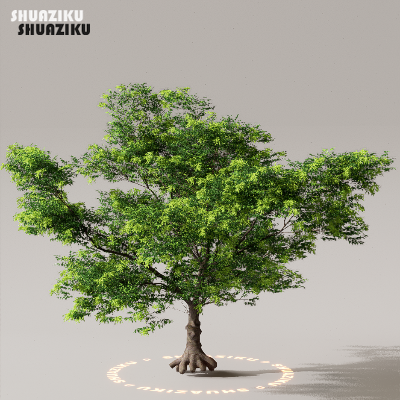 图片[31]-D5渲染器室外植物树木模型下载50个-刷子库