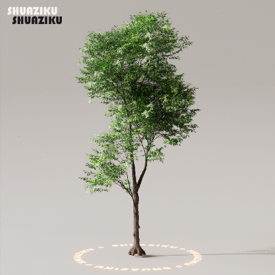 图片[34]-D5渲染器室外植物树木模型下载50个-刷子库