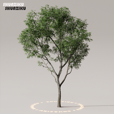 图片[10]-D5渲染器室外植物树木模型50个-刷子库