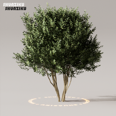 图片[28]-D5渲染器室外植物树木模型50个-刷子库