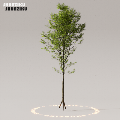 图片[42]-D5渲染器室外植物树木模型50个-刷子库