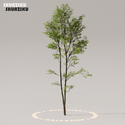 图片[25]-D5渲染器室外植物树木模型50个-刷子库